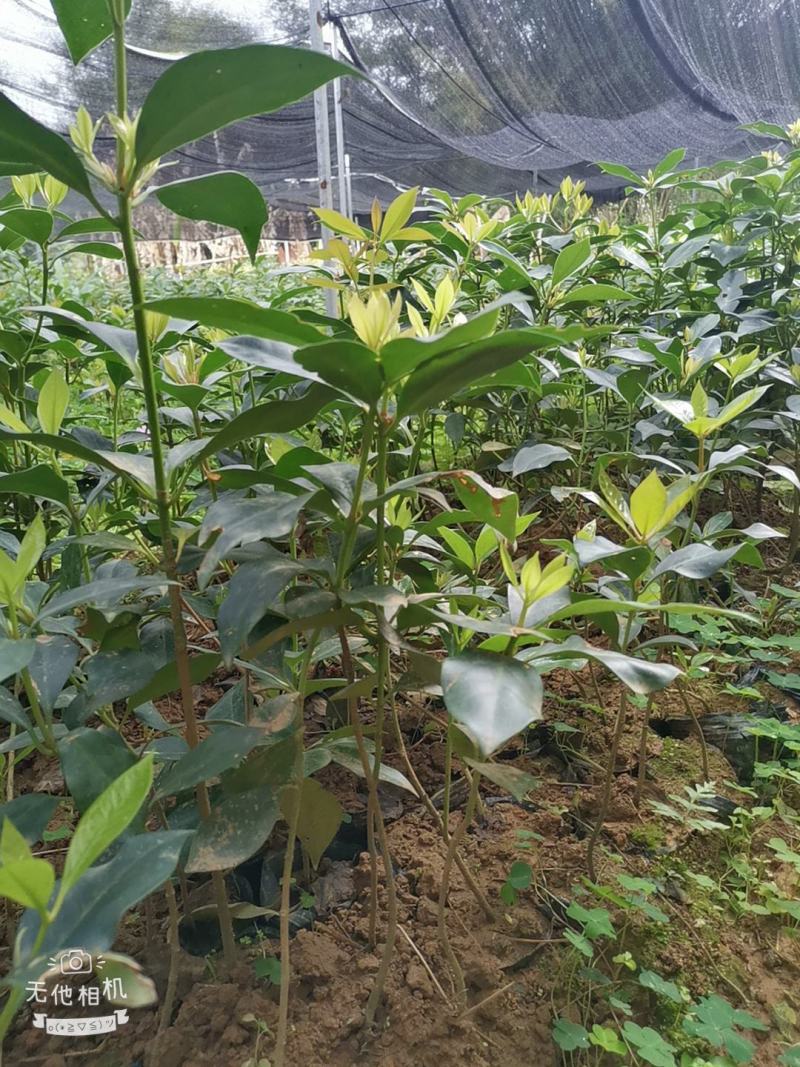 古龙大红八角实生苗嫁接苗