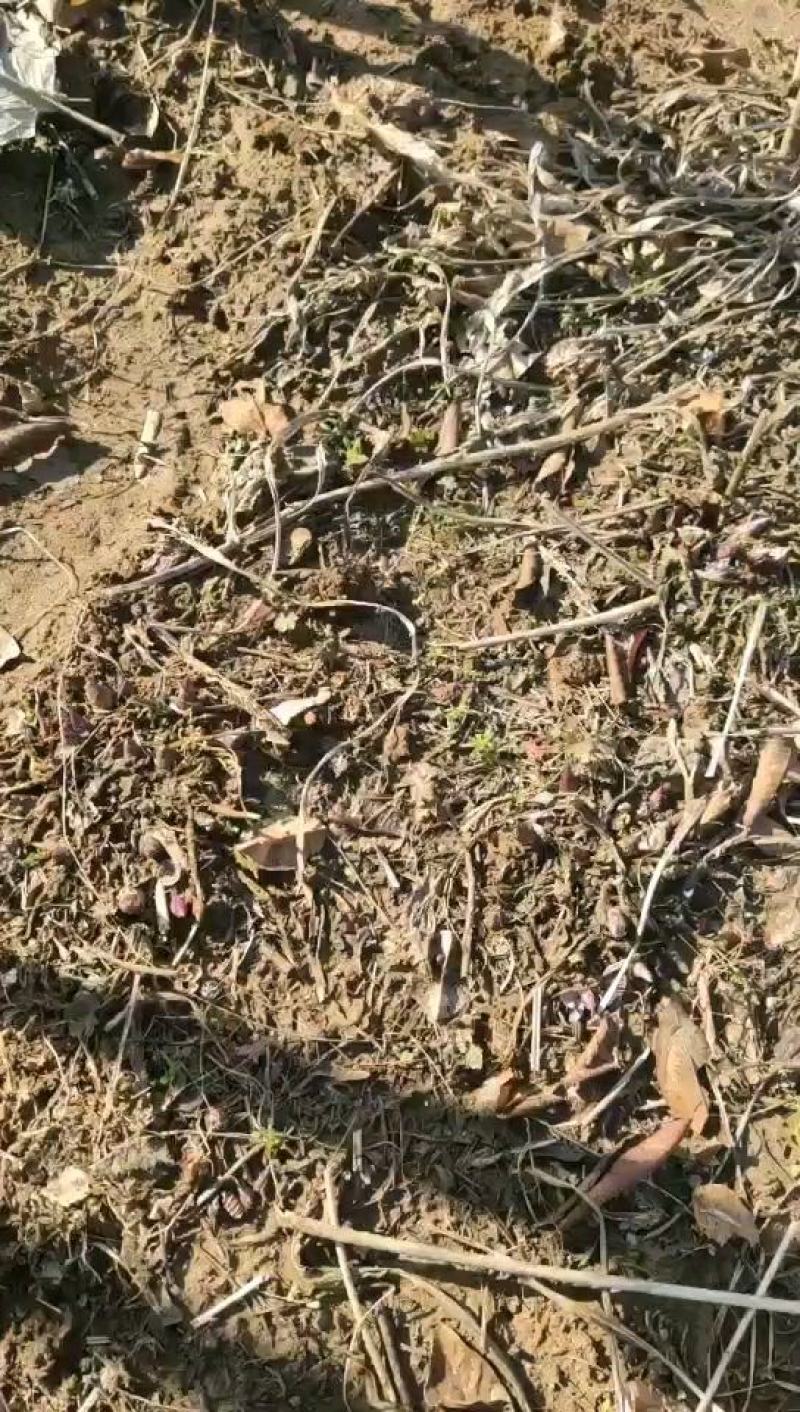 江苏青叶玉簪产地上车价格，花叶玉簪农户地头报价