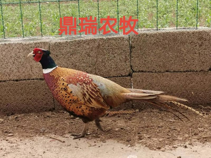 七彩山鸡出壳苗。。。。。。