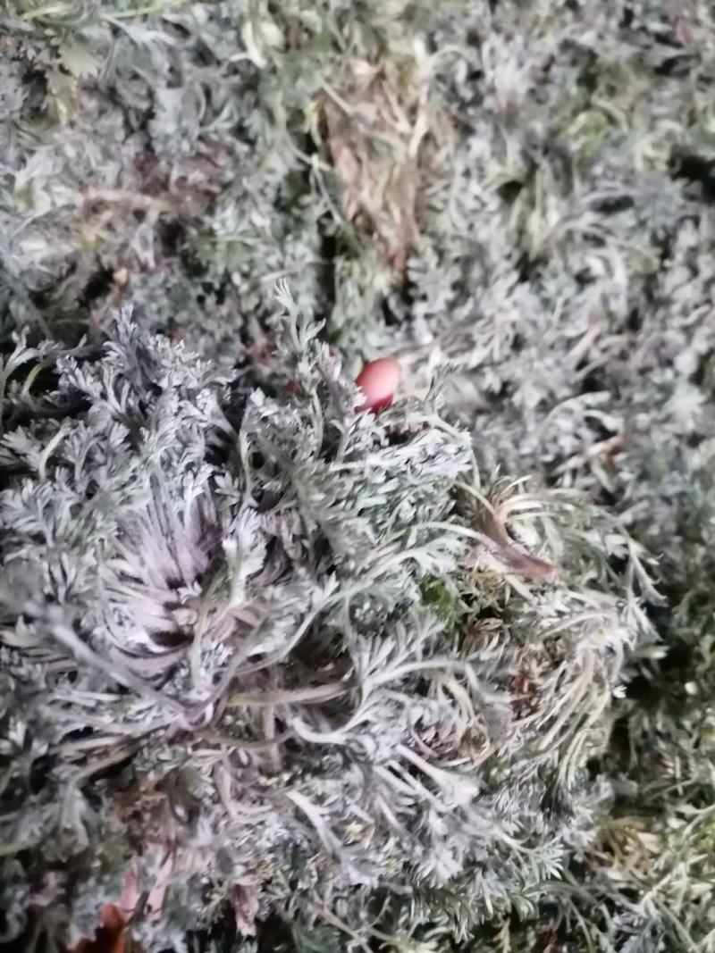 2021当季鲜茵陈大货