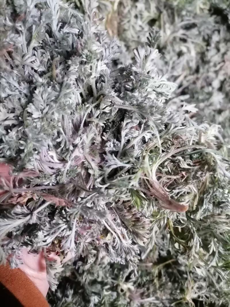 2021当季鲜茵陈大货