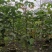 适合植树节用苗秋枫1.5米—2米，2-3公分左右袋苗量大