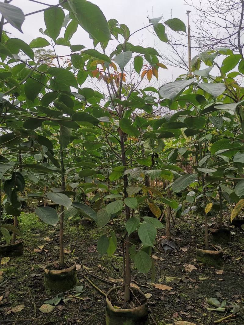 适合植树节用苗秋枫1.5米—2米，2-3公分左右袋苗量大