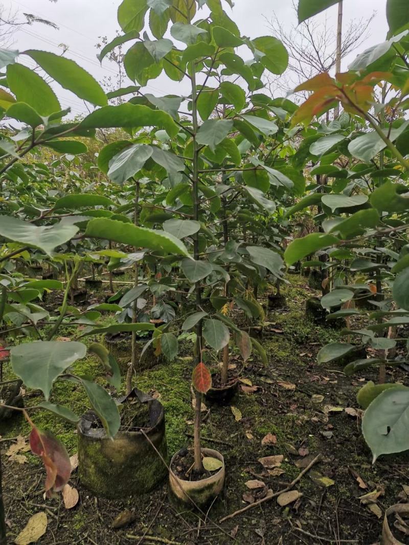 适合植树节用苗秋枫1.5米—2米，2-3公分左右袋苗量大