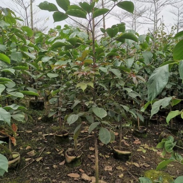 适合植树节用苗秋枫1.5米—2米，2-3公分左右袋苗量大