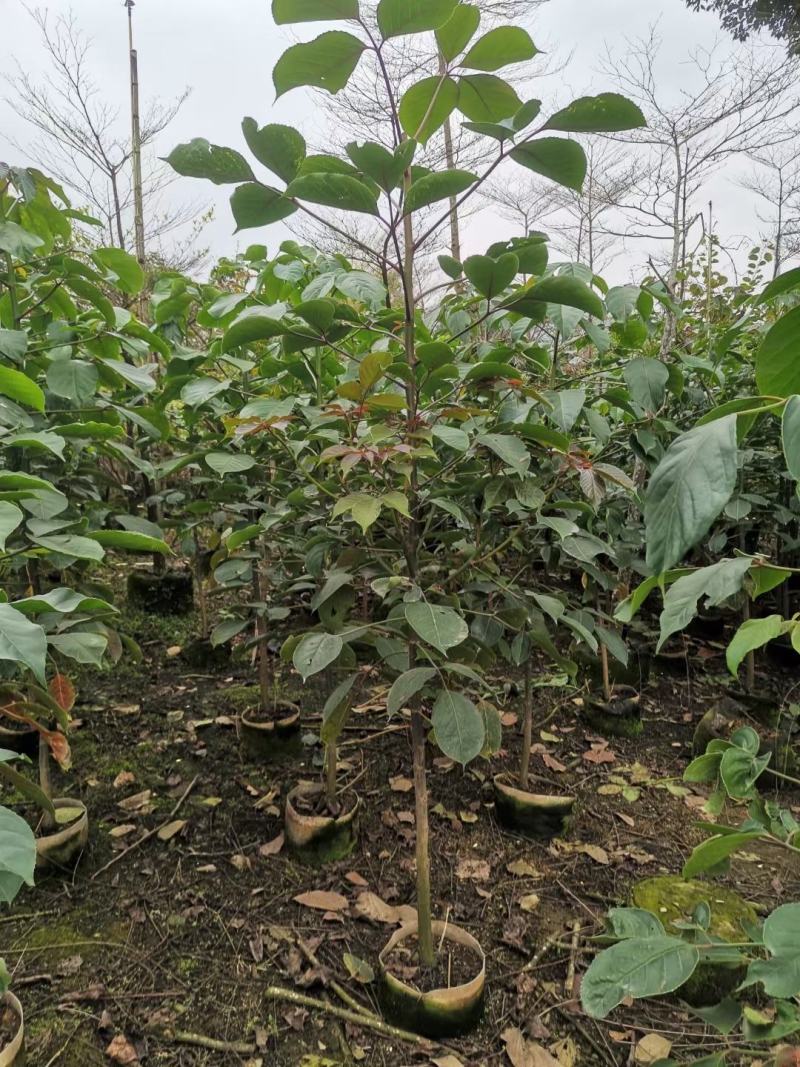 适合植树节用苗秋枫1.5米—2米，2-3公分左右袋苗量大