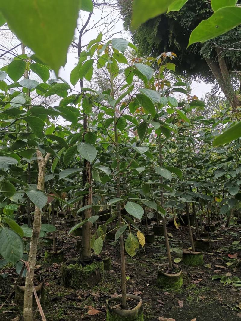 适合植树节用苗秋枫1.5米—2米，2-3公分左右袋苗量大