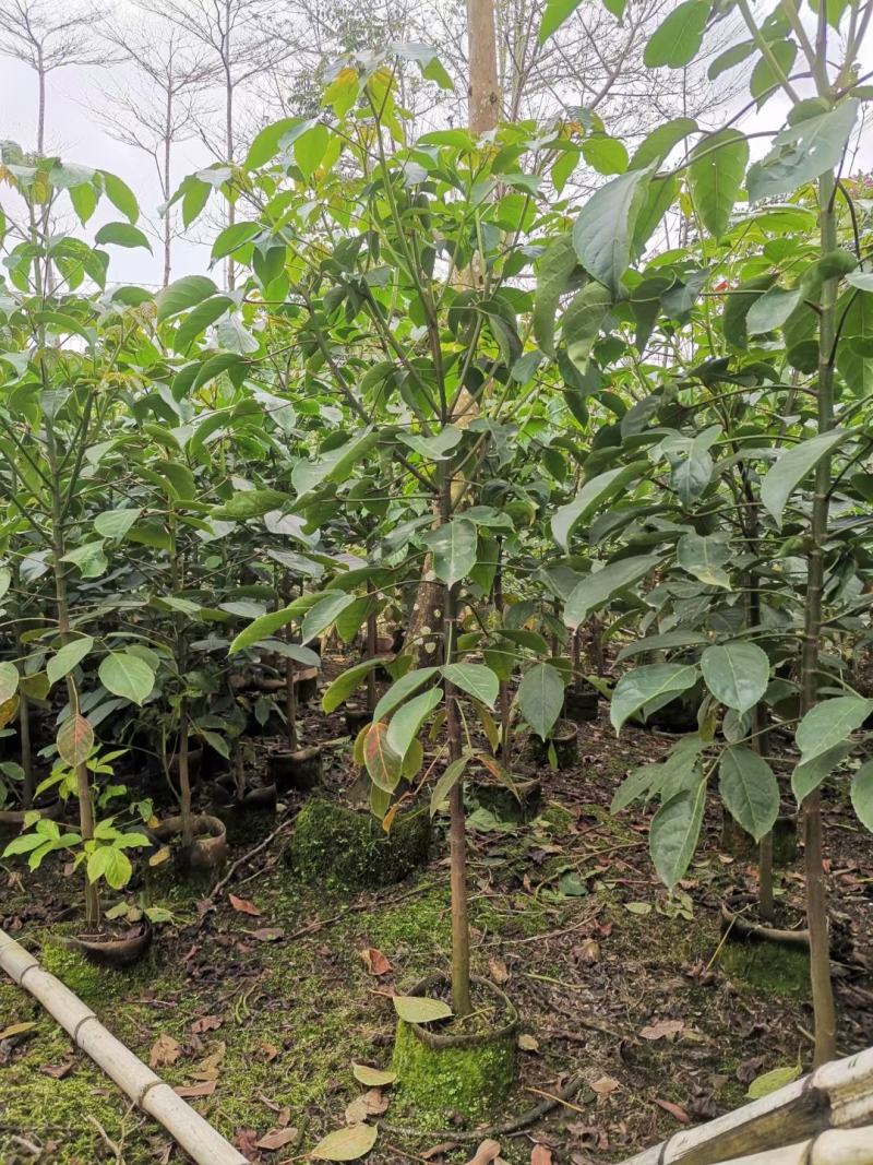 适合植树节用苗秋枫1.5米—2米，2-3公分左右袋苗量大