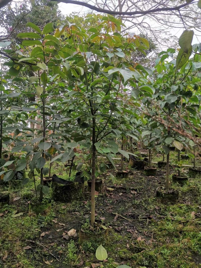 适合植树节用苗秋枫1.5米—2米，2-3公分左右袋苗量大