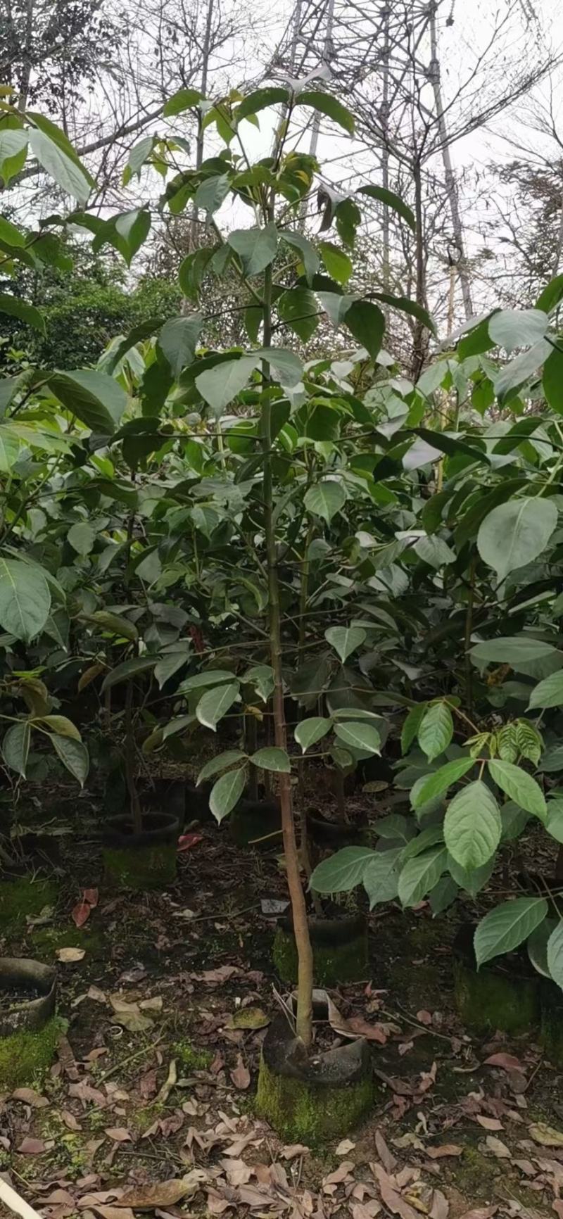 适合植树节用苗秋枫1.5米—2米，2-3公分左右袋苗量大