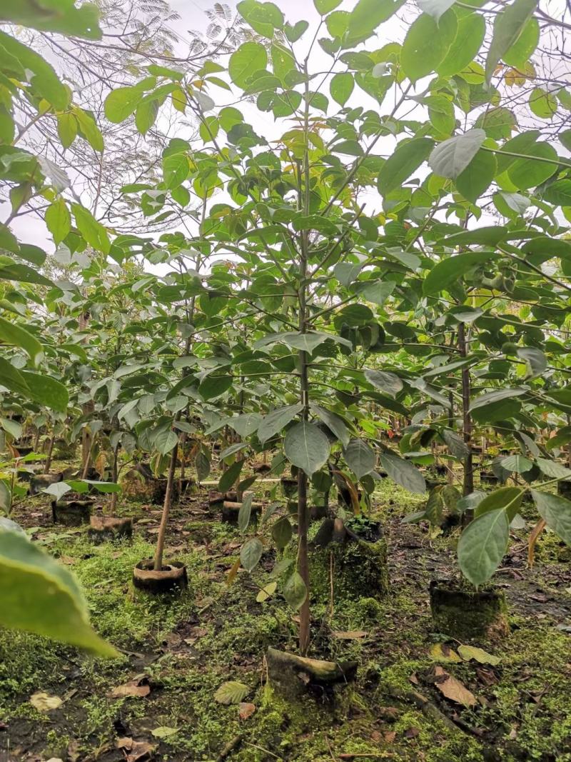 适合植树节用苗秋枫1.5米—2米，2-3公分左右袋苗量大