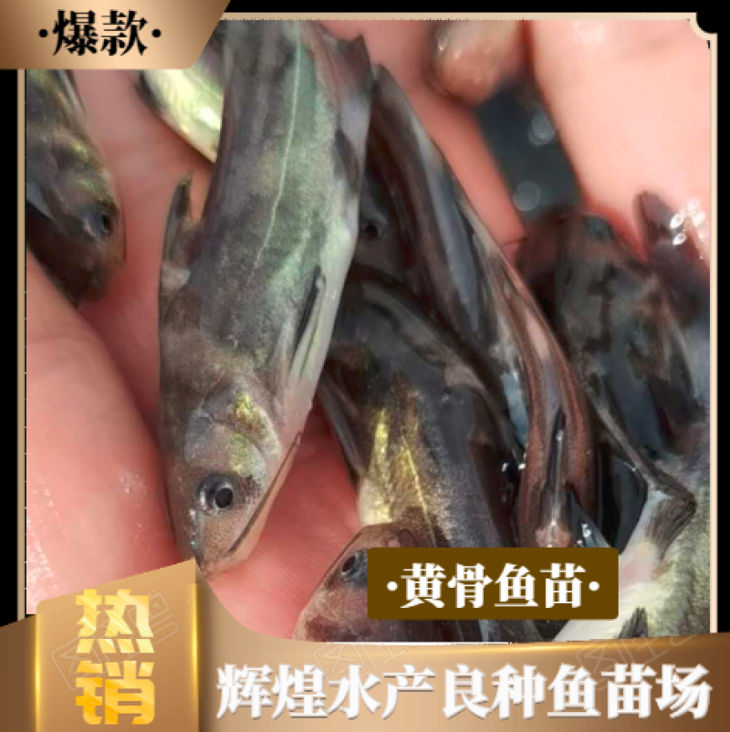 草鱼苗，苗场直销草鱼苗另有各种品种鱼苗提供技术指导