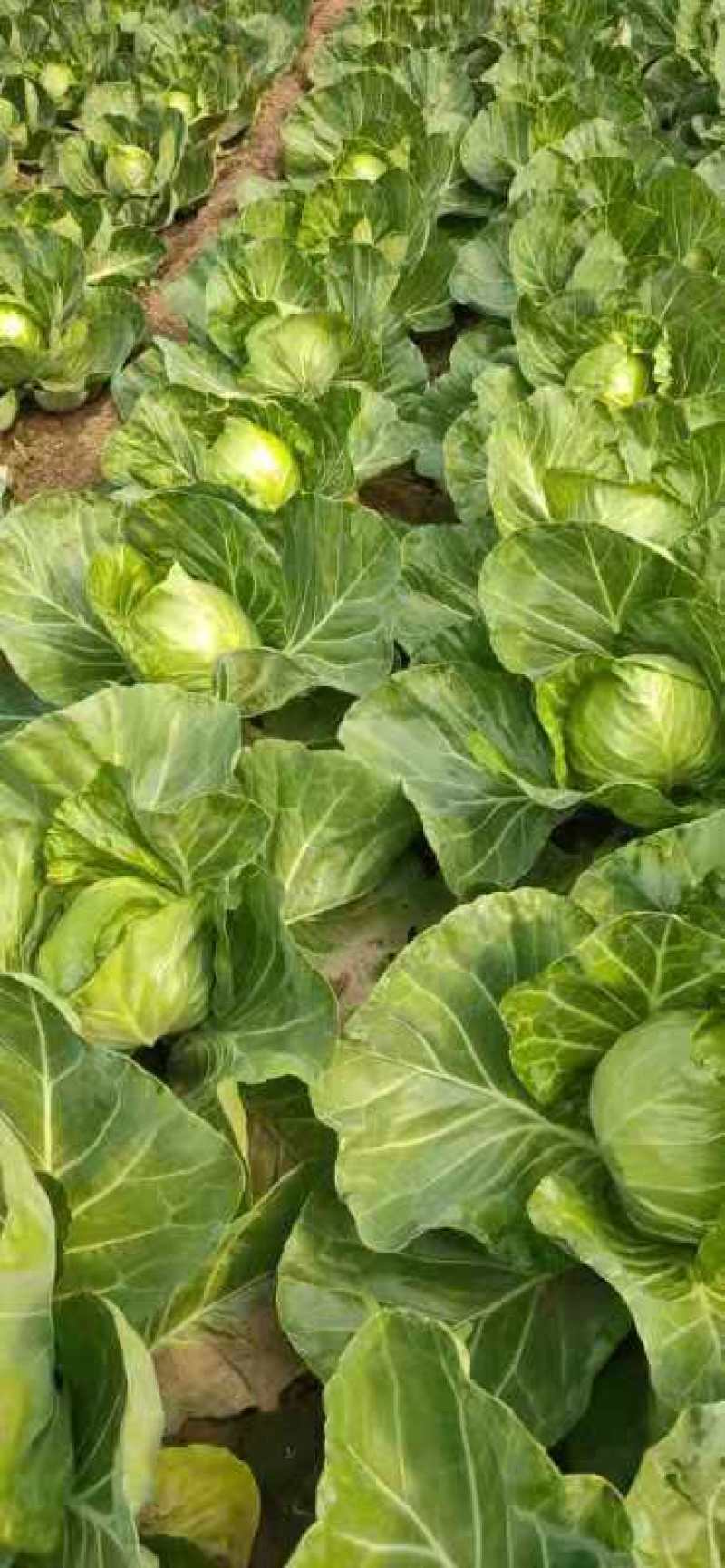 中甘系列，甘蓝，欢迎各地客户前来咨询