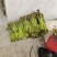大量的高山优质野生蕨菜，找稳定的加工厂合作