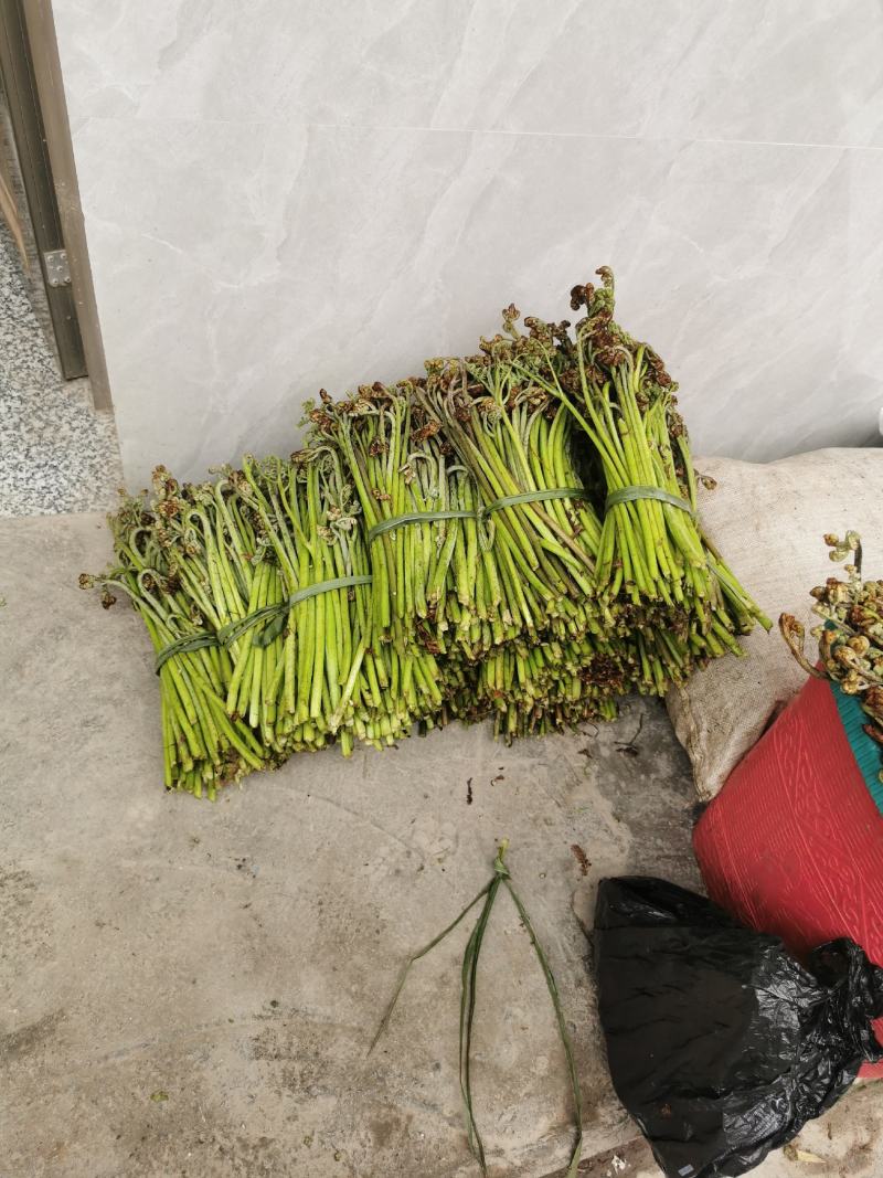 大量的高山优质野生蕨菜，找稳定的加工厂合作