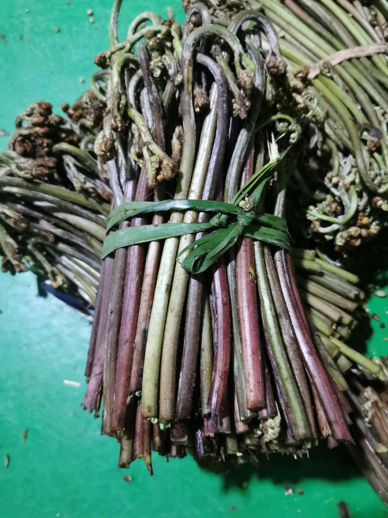 大量的高山优质野生蕨菜，找稳定的加工厂合作