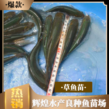 草鱼苗，苗场直销草鱼苗另有各种品种鱼苗提供技术指导