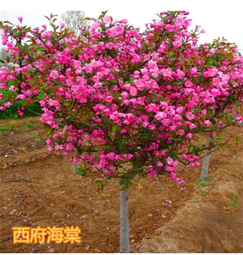 【牛商推荐】北美海棠苗红宝石高原之火冬红果西府海棠各品种