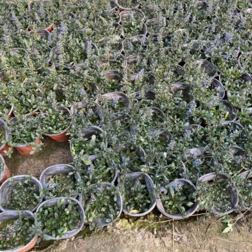 多花筋骨草价格。多花筋骨草。种植基地。自产自销。低价处理