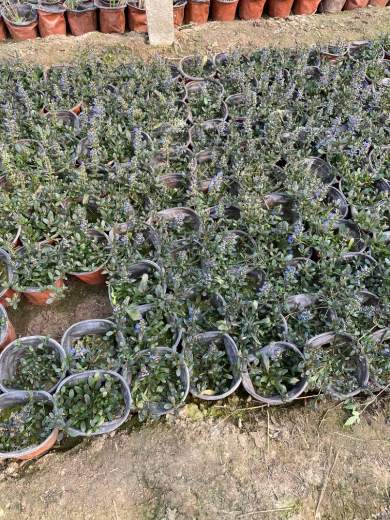 多花筋骨草价格。多花筋骨草。种植基地。自产自销。低价处理