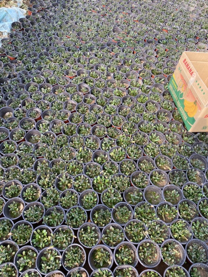 多花筋骨草价格。多花筋骨草。种植基地。自产自销。低价处理