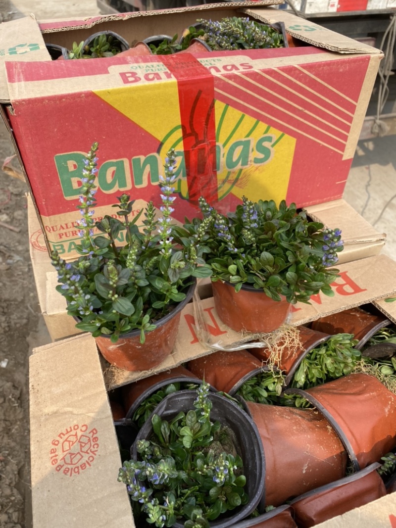 多花筋骨草价格。多花筋骨草。种植基地。自产自销。低价处理
