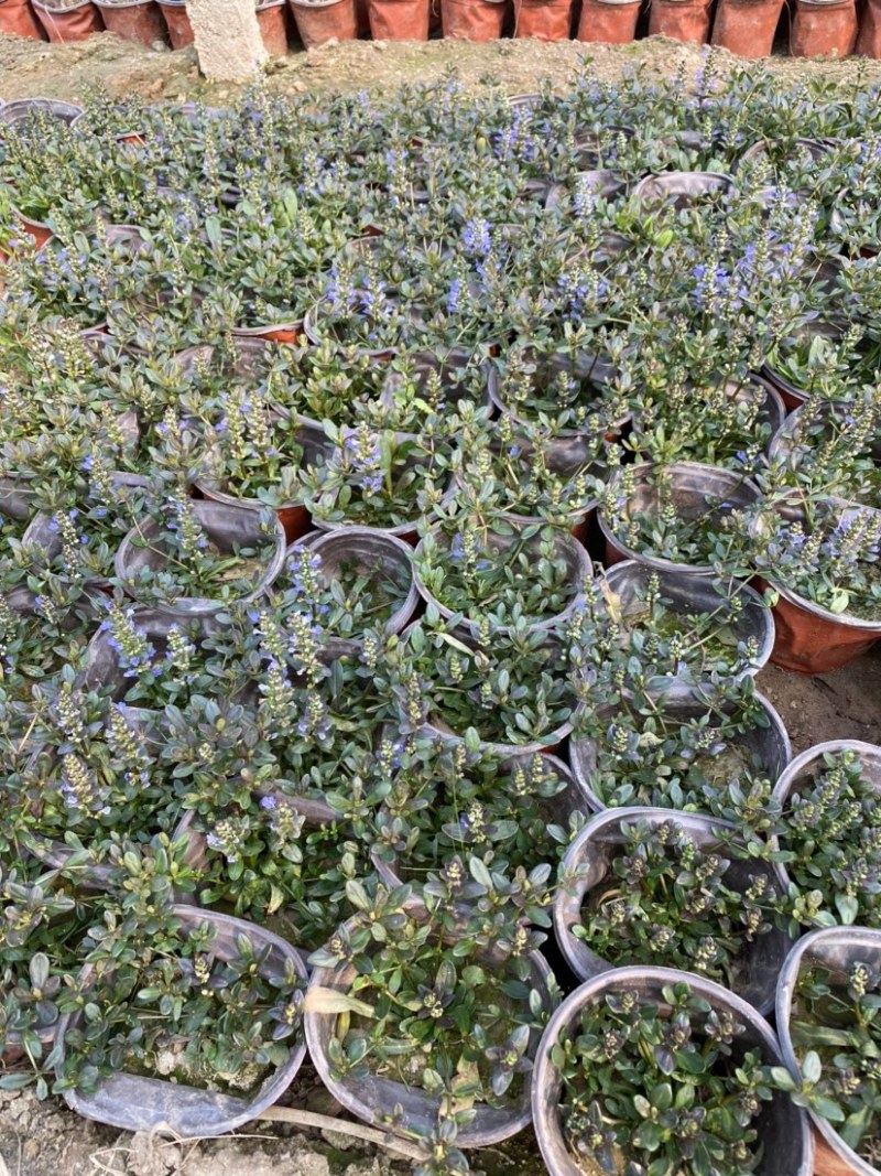 多花筋骨草价格。多花筋骨草。种植基地。自产自销。低价处理