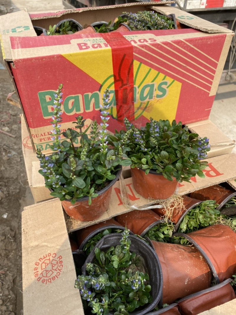 多花筋骨草价格。多花筋骨草。种植基地。自产自销。低价处理
