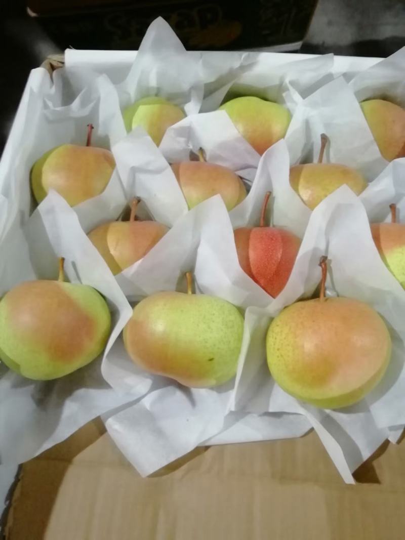 苹果梨质量保证口感甜脆皮毛增靓货品齐全