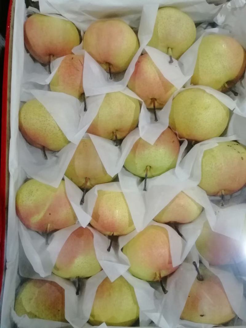 苹果梨质量保证口感甜脆皮毛增靓货品齐全