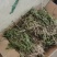 美花石斛小黄草美花石斛鲜条去根去叶