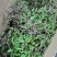 美花石斛小黄草美花石斛鲜条去根去叶