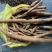 牛大力黄牛野生牛大力鲜货统货新鲜煲汤