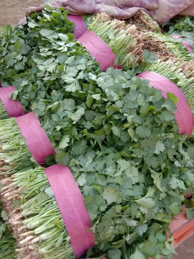 河南汝州精品大叶香菜产地直发品质保证欢迎电话联系