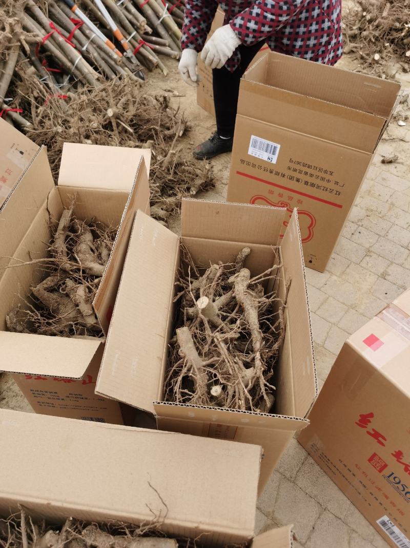 泡桐树规格齐全绿桐树苗价格优惠碳桐树苗全国发货