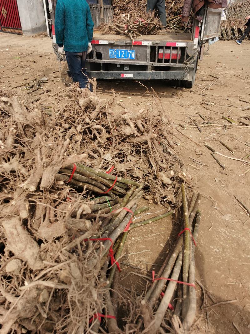 泡桐树规格齐全绿桐树苗价格优惠碳桐树苗全国发货