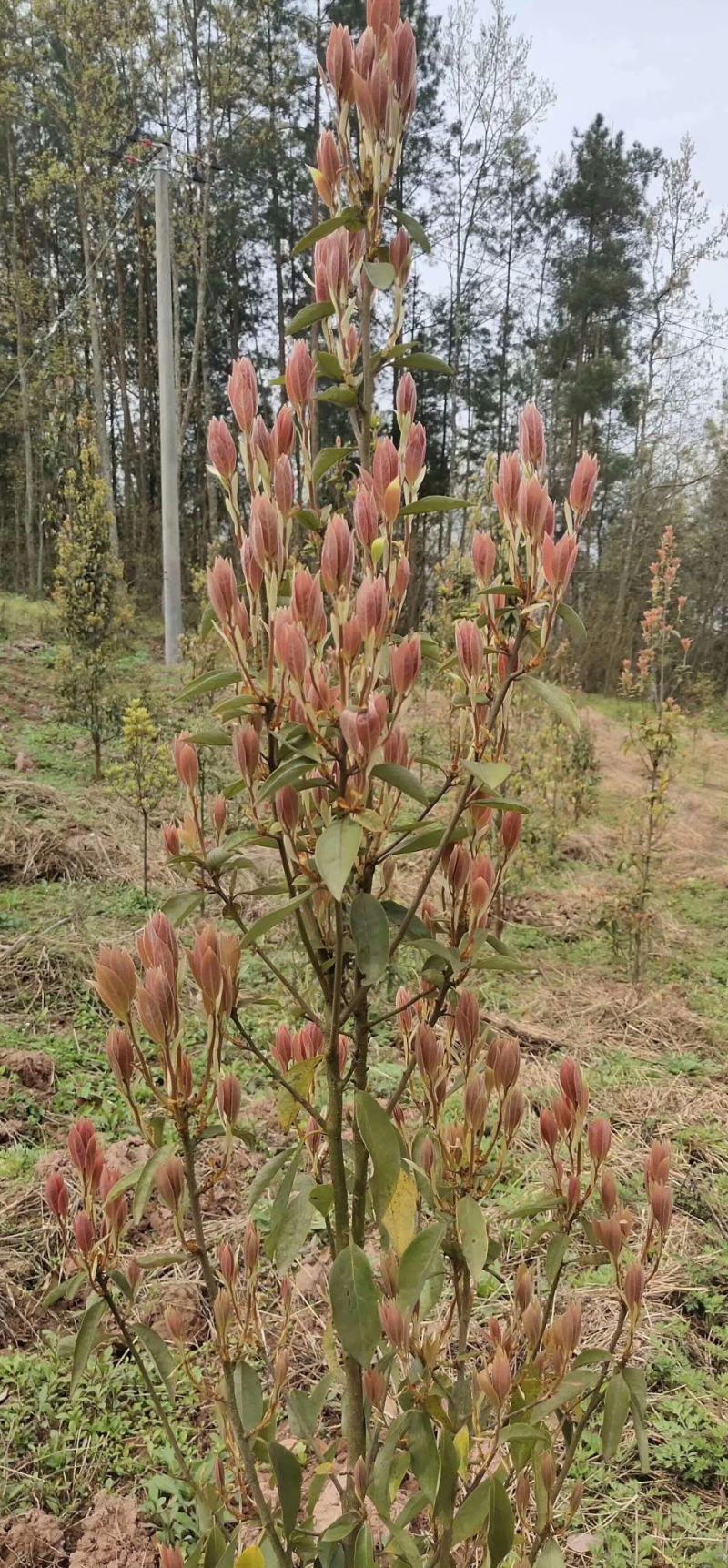 四川重庆老鹰茶营养袋苗老荫茶树苗老鹰茶苗红茶白茶苗