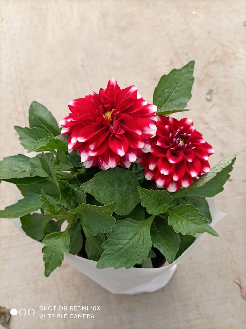 小丽花/基地直发货/品种齐全/颜色鲜艳/品相优/量大