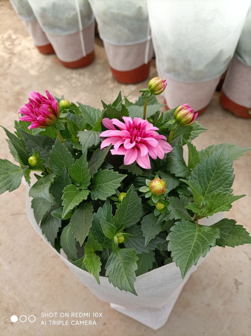 小丽花/基地直发货/品种齐全/颜色鲜艳/品相优/量大