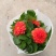 小丽花/基地直发货/品种齐全/颜色鲜艳/品相优/量大