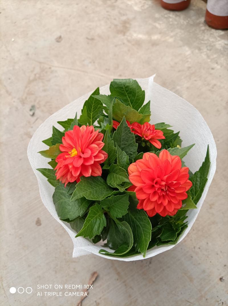 小丽花/基地直发货/品种齐全/颜色鲜艳/品相优/量大
