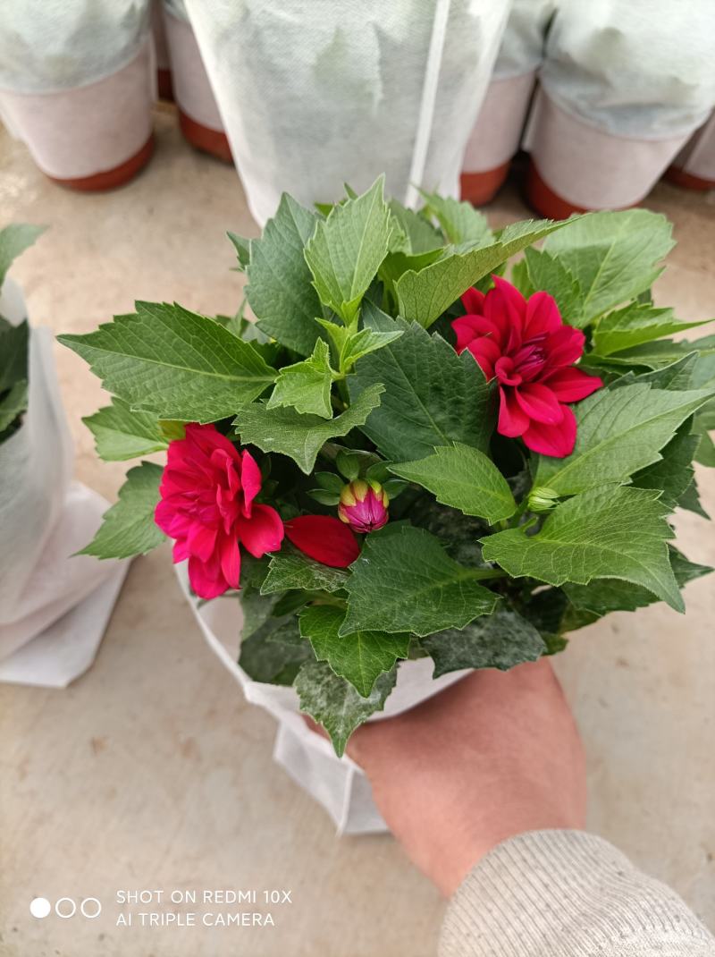 小丽花/基地直发货/品种齐全/颜色鲜艳/品相优/量大