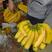 河北邯郸香蕉，广东云南海南，全国供应。常年有货。