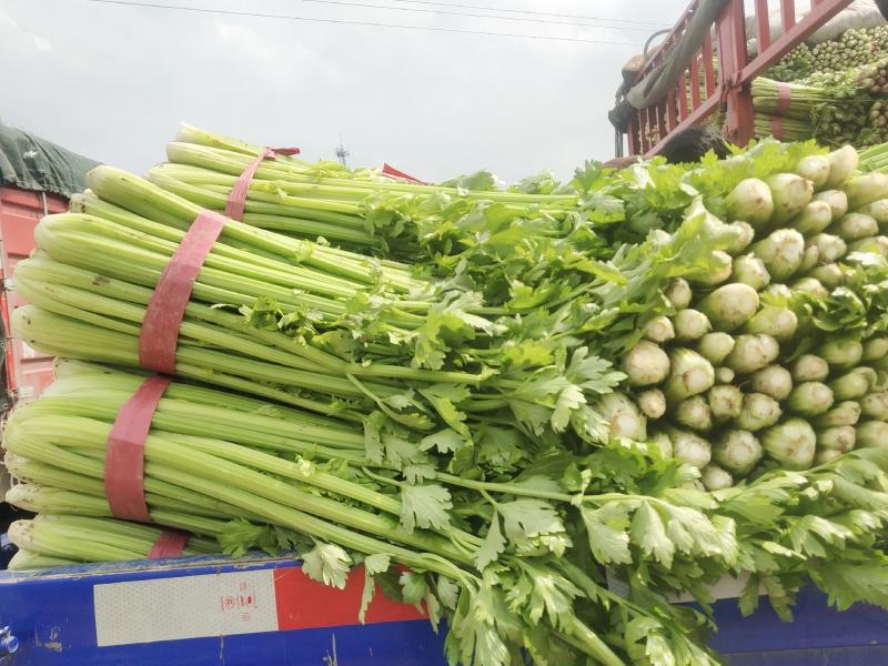 商丘精品大棚芹菜品种【西芹胡芹】70到80公分