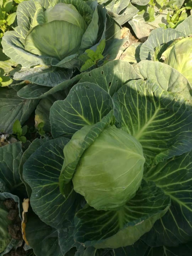 （基地直批）千亩甘蓝，精品批发质量保证，当天采摘。