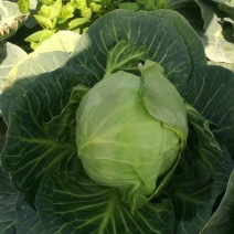 （基地直批）千亩甘蓝，精品批发质量保证，当天采摘。