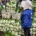 黄心大白菜大颗头，，4到6斤每颗产地直供大量批发
