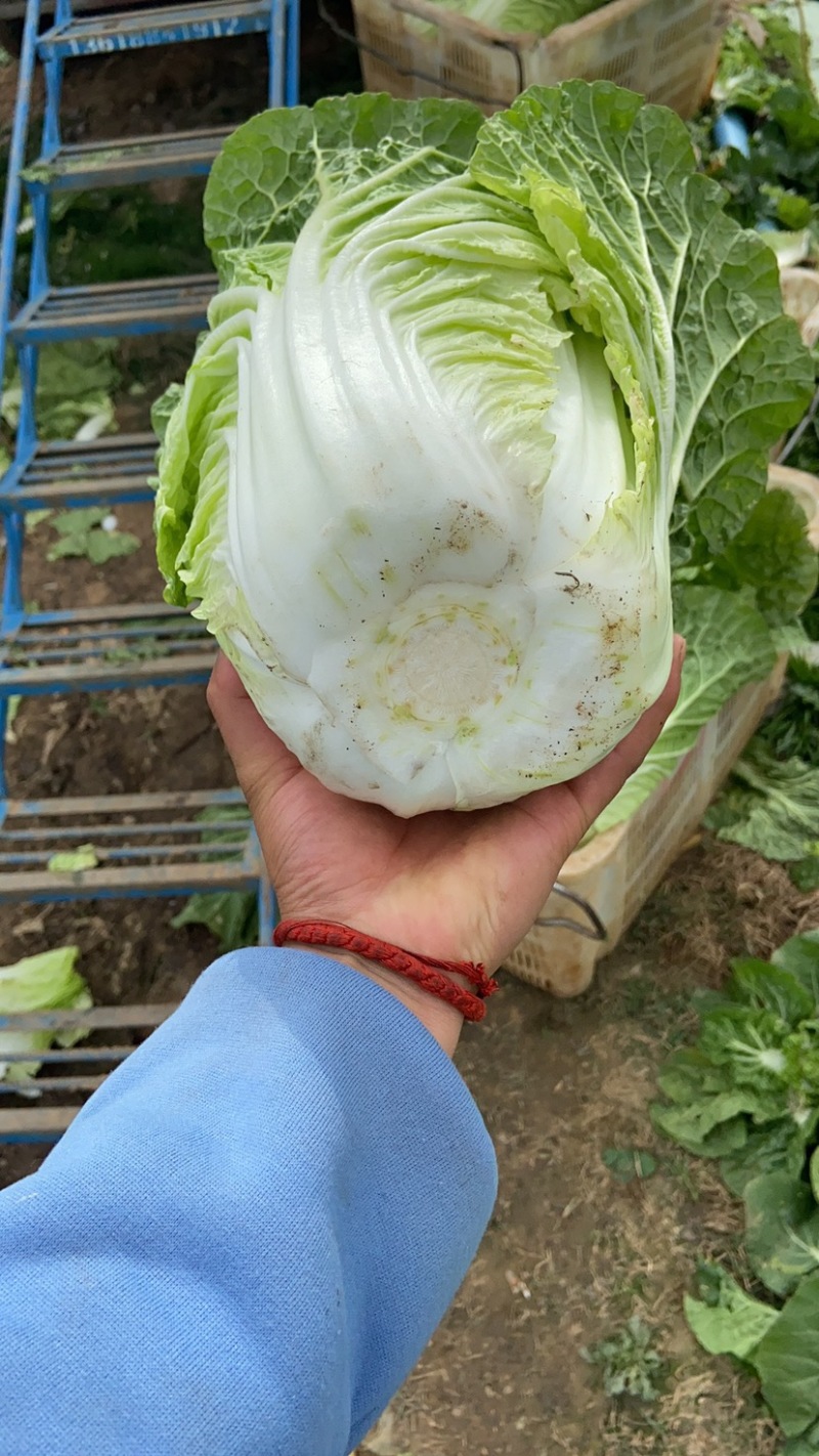 黄心大白菜大颗头，，4到6斤每颗产地直供大量批发
