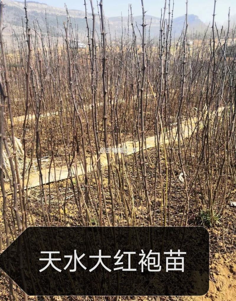 甘肃省天水市麦积区元龙镇正宗大红袍花椒苗