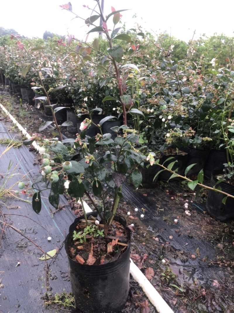 蓝莓苗树苗南北方盆栽地栽蓝莓树苗带土发货庭院阳台种